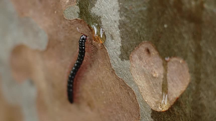 A worm is on a tree with sap