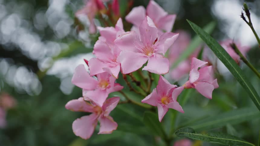 Tropical flowers are shown in spring