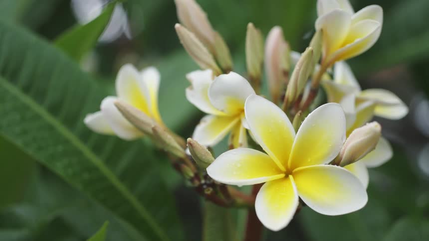 Flowers with yellow and white petals that have drops of moisture on them