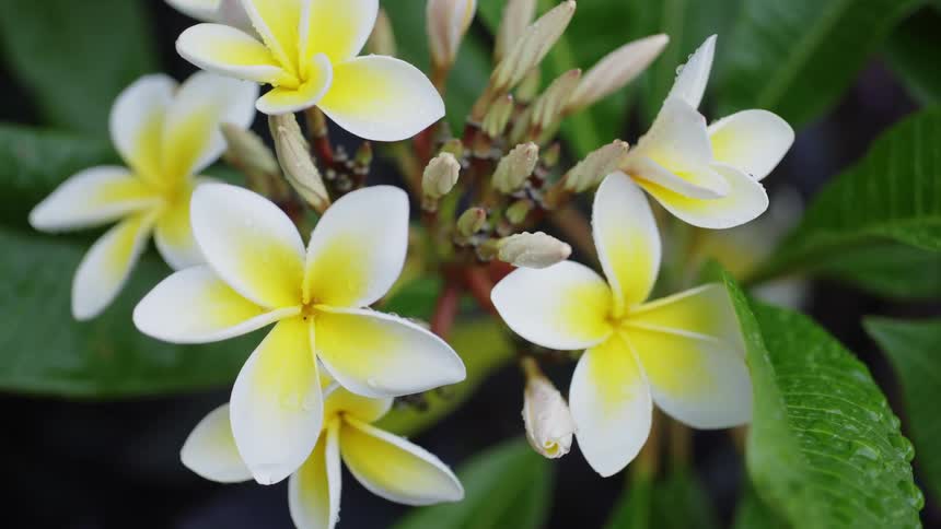 The yellow flower is wet
