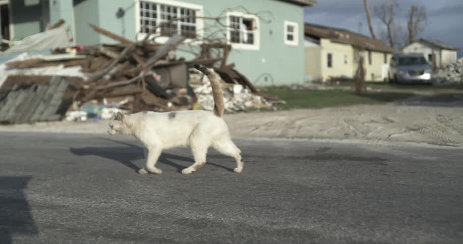 Cat walking in the street in front of many wreckages and rubbles of destroyed houses