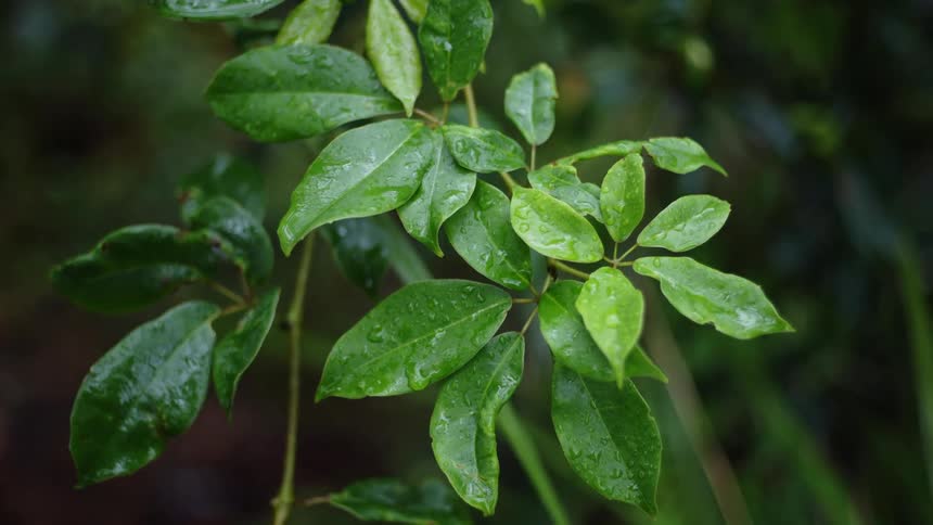 Green leaves on a plant covered with water droplets