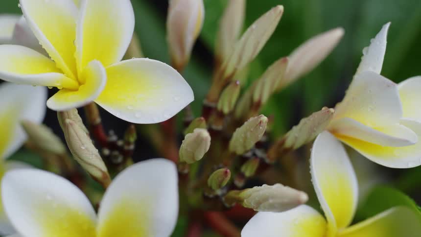 Closeup view of tropical flowers in spring