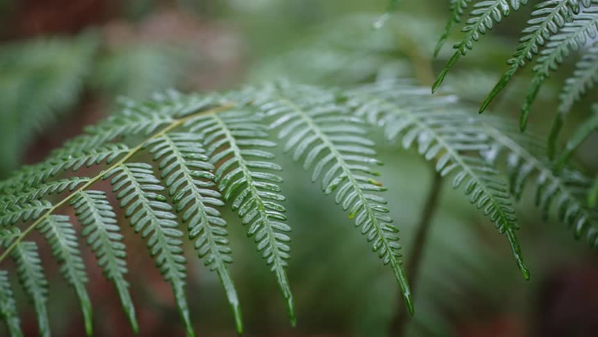 A view of tropical leaves outdoors