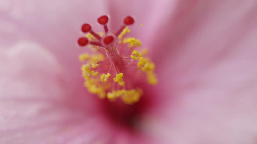Close up of a pistil on a flower