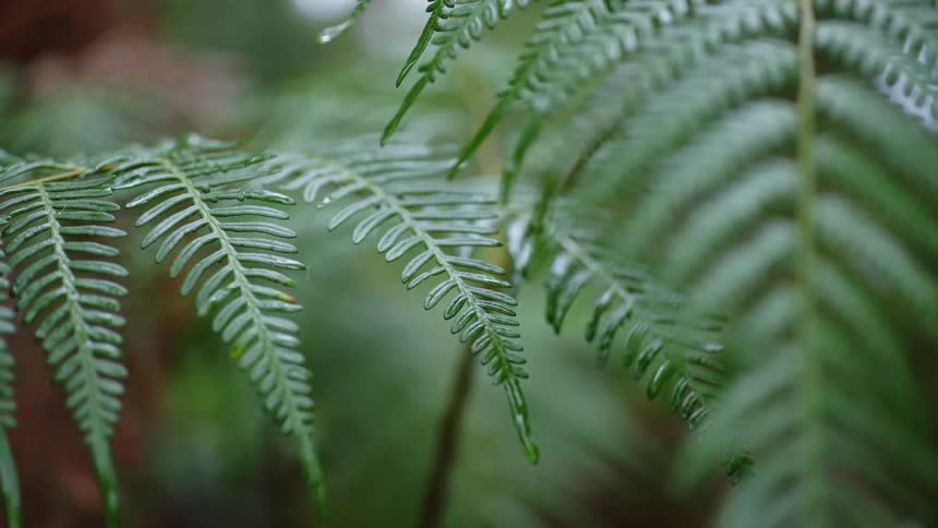 The green plant has many blades