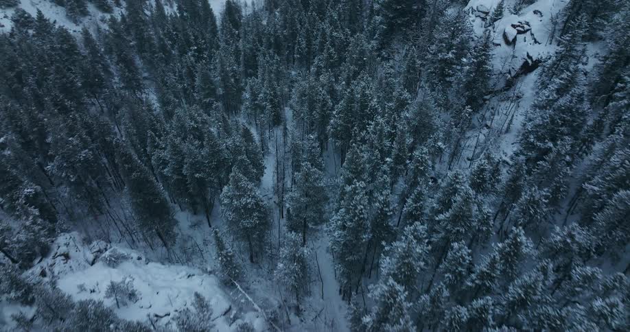 Snow is covering the forest and mountains