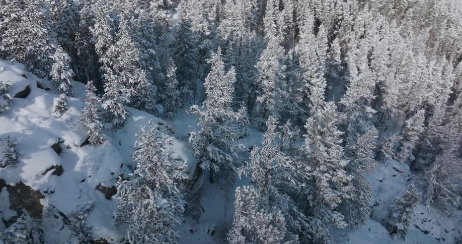 Aerial view of area of land covered with snow trees and plants