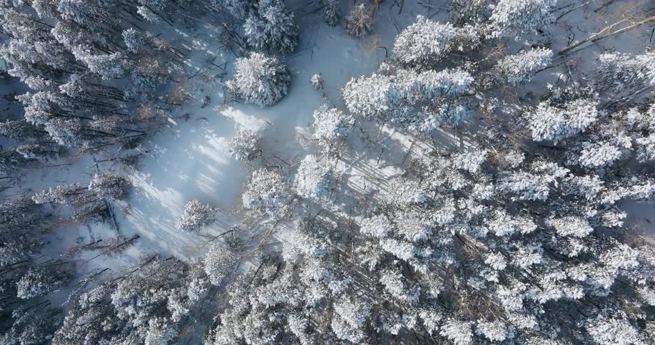 Aerial view of area of land covered with snow trees and plants