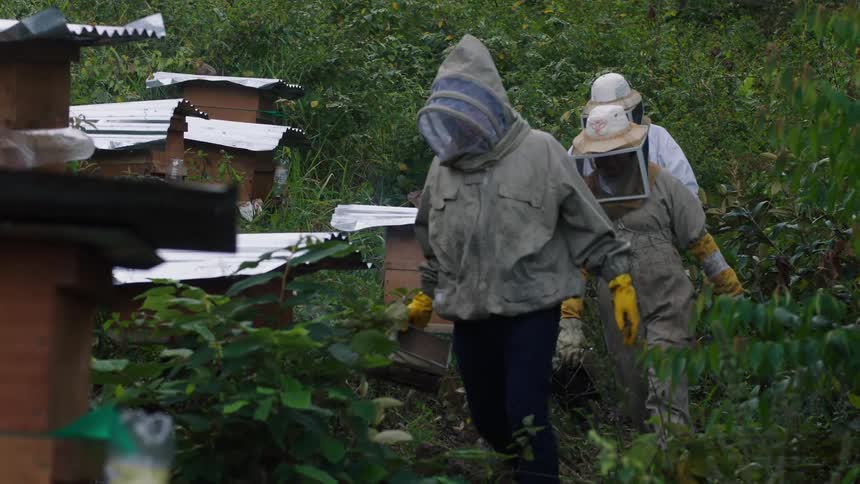 Beekeepers tend to bees in an apiary in the woods