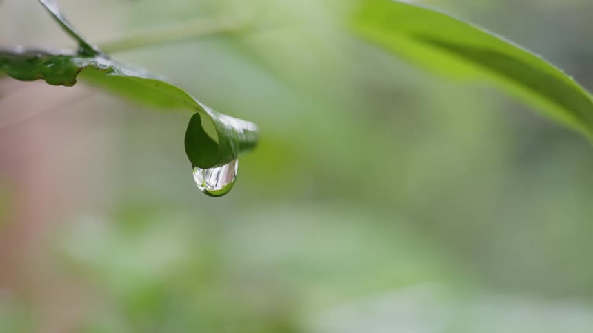 A water droplet hangs on the green leaf of a plant