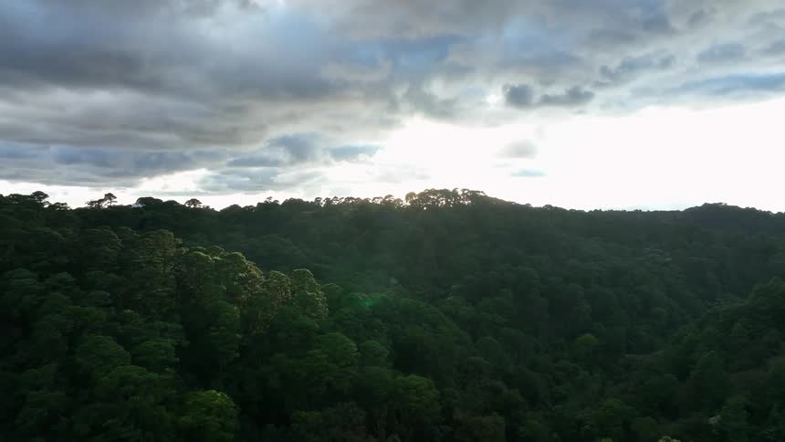 The sun is shining on the forest