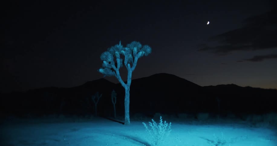 The spotlight shines on the desert at night