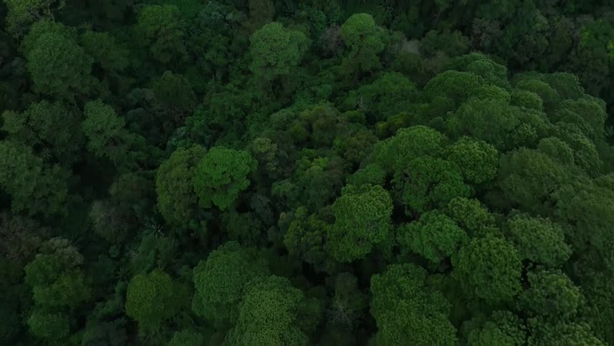An aerial view of trees in a forest