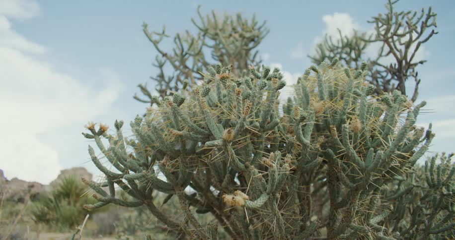 Large cactus sit in the desert