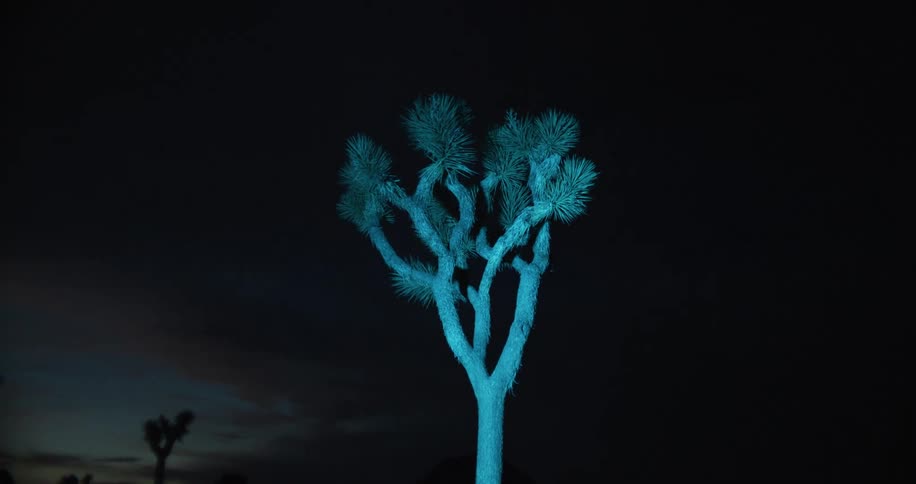 A small tree is in the middle of the desert