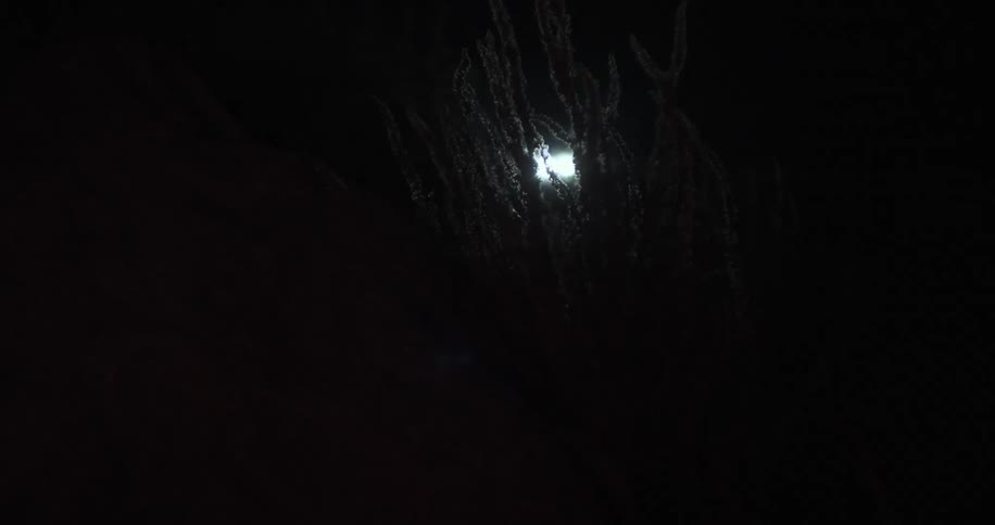 The spotlight shines in the grass at night