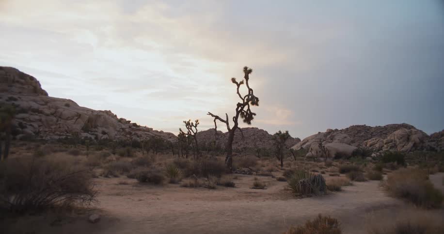 Trees and plants growing in the desert with mountains in the distance under a cloudy sky