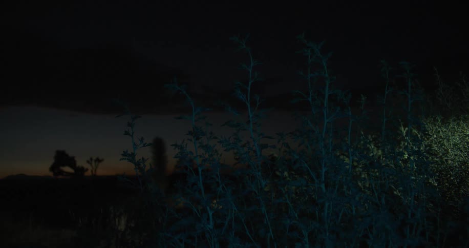 Light blinks on and off lighting brush as red tints sky on horizon