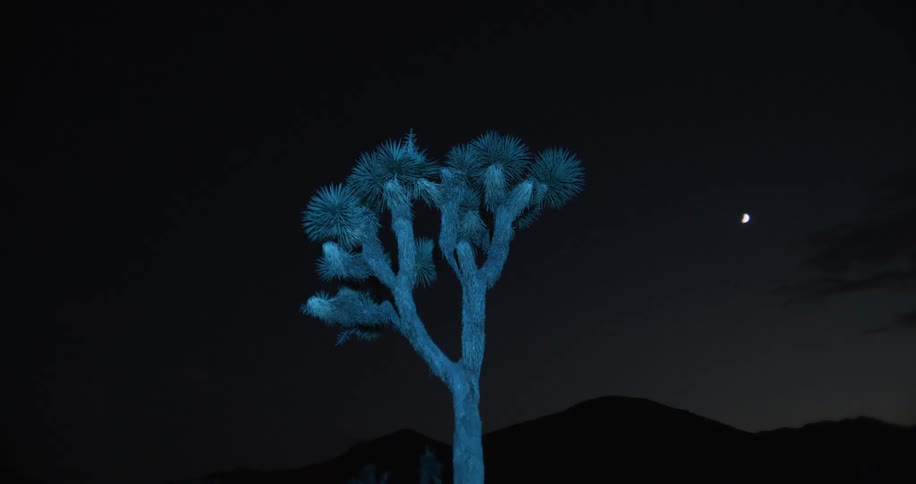 Tall tree being illuminated by a flashing blue light during the night