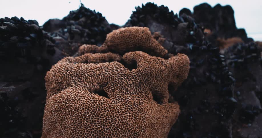 Coral sits on the coast