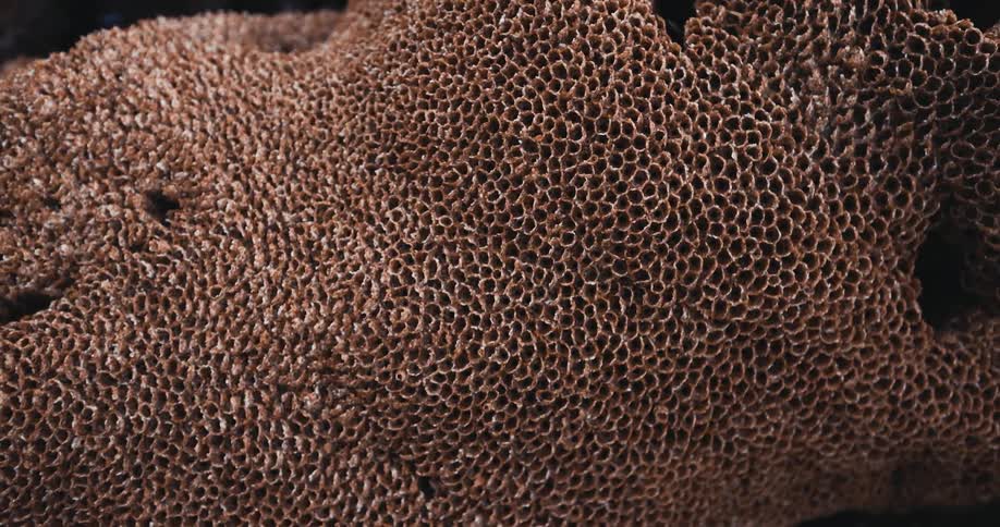 Close up of coral
