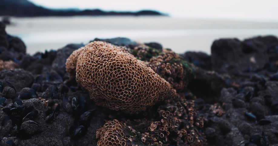 Pieces of fungus on the rocks near the ocean