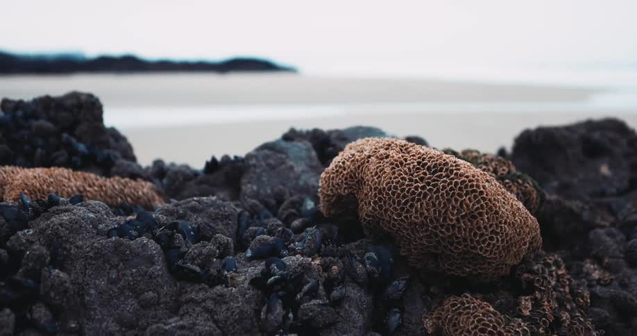 Fungus grows on rocks along the coast