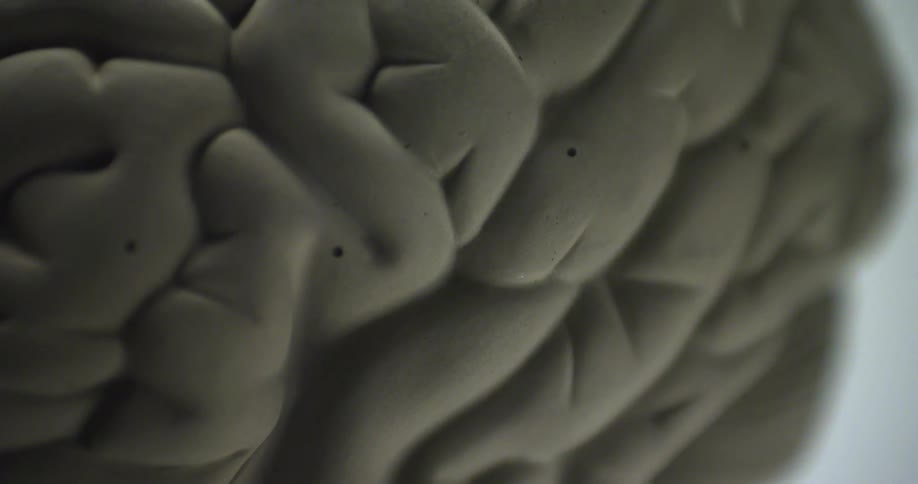 A closeup of a plastic model of a human brain shows many ridges and grooves