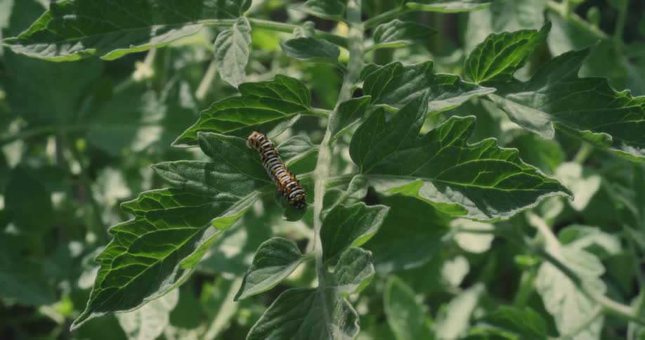A caterpillar crawls on the leaves of a plant