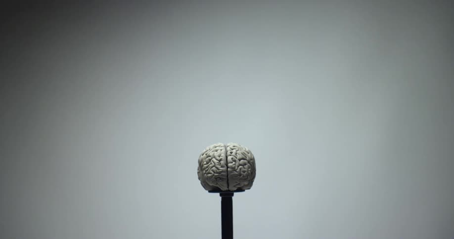 A plastic model of a human brain on a stand