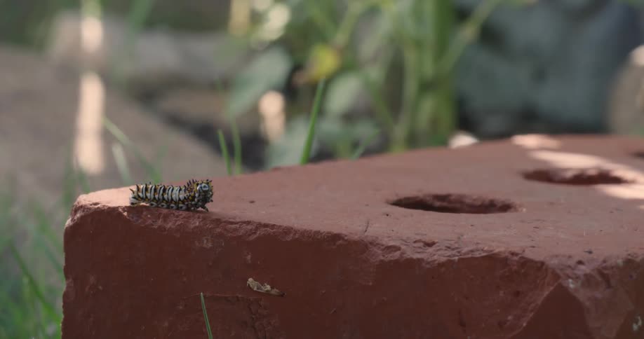 A caterpillar crawls over a red brick lying outdoors during the day