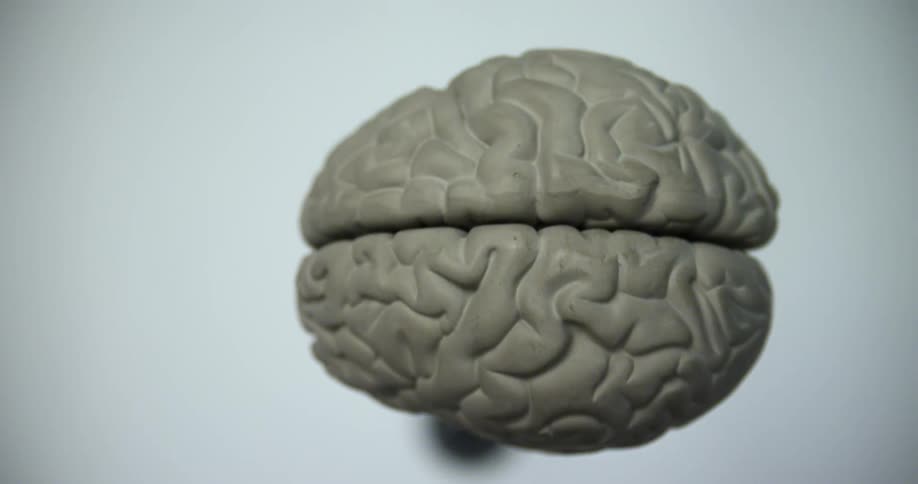 A three dimensional model of a human brain sits atop a pedestal