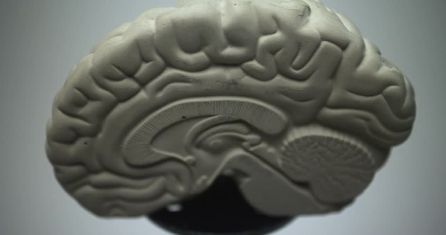 A model of a brain is on display