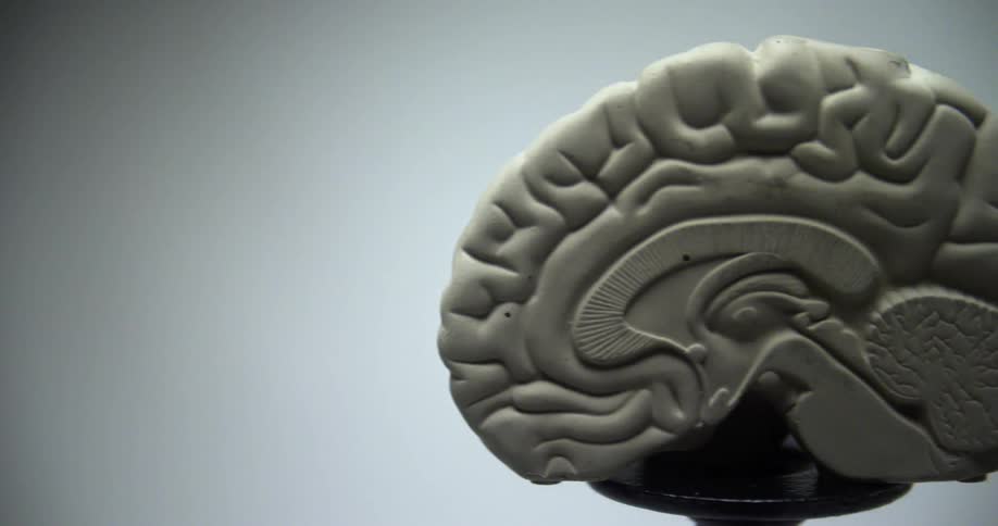 Porcelain mold display of half a brain on a pedestal