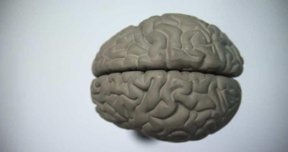 A model of a brain