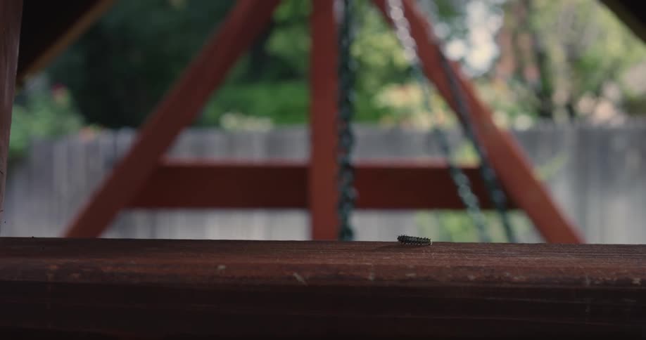 A caterpillar crawls on a railing in a yard in front of a swing