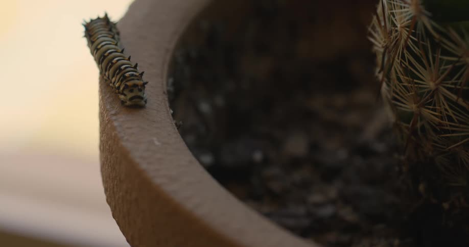 A view of a caterpillar outdoors