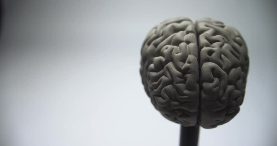 A plastic model of a human brain on a stand