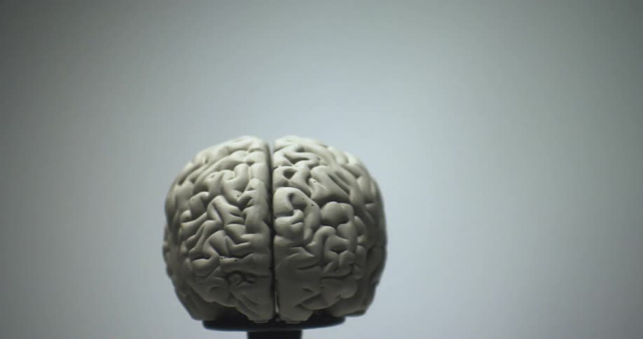 White brain mold on display on a pedestal