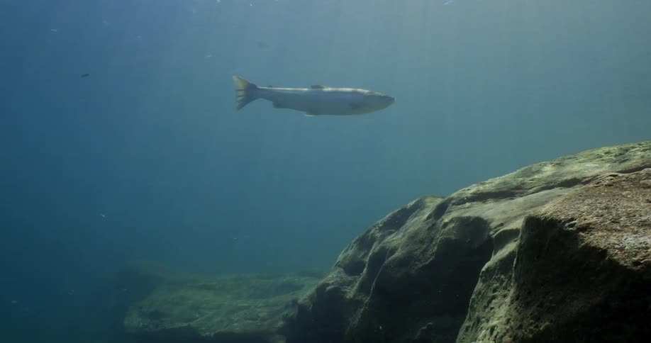 A fish swims underwater