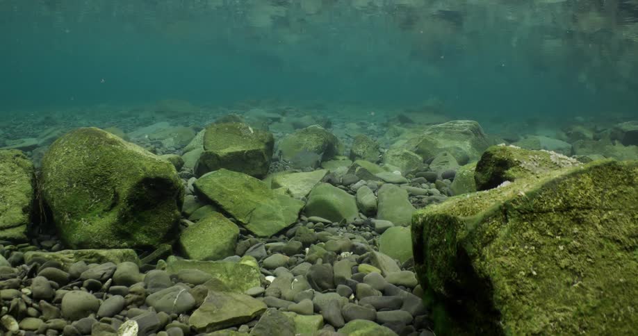 Fish swims among pebble and boulder strewn seafloor