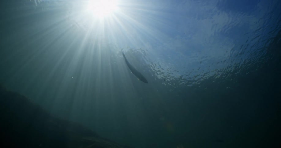 Under water footage of a fish swimming