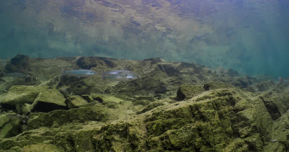 A view of fish swimming in the ocean