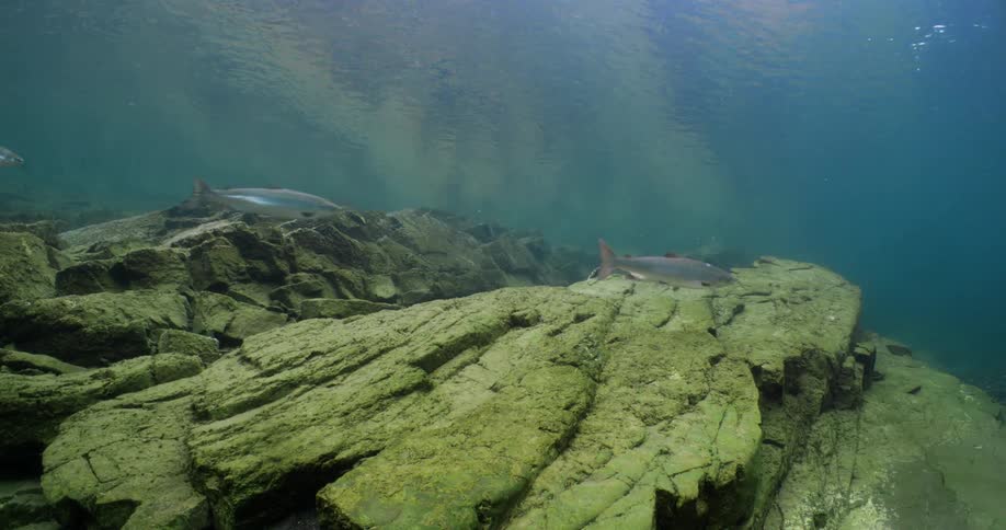 Fish are swimming in the ocean water