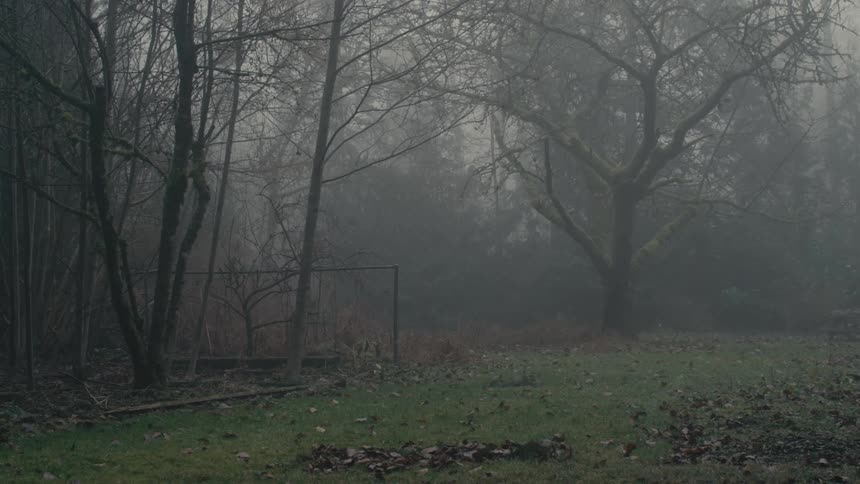 Heavy mist is covering the forest