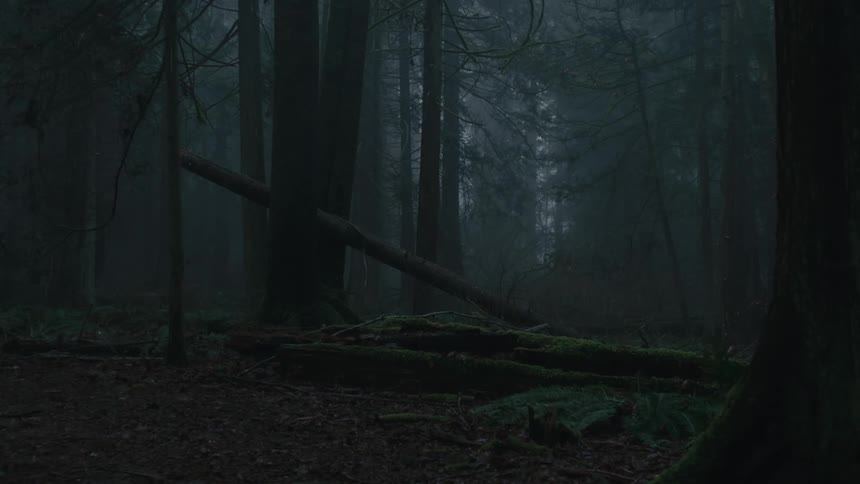 Trees in a forest are shown at night