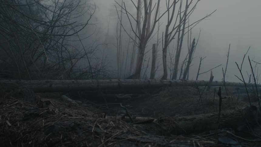 A view of a forest in the winter