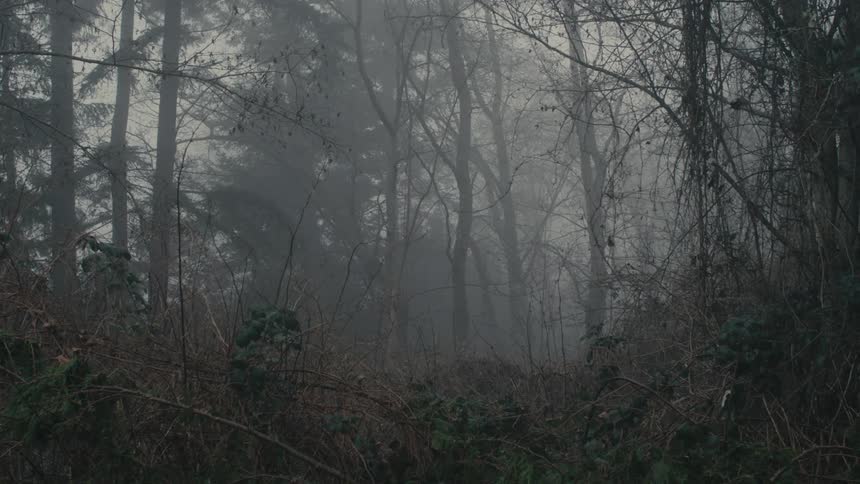 The forest is covered with heavy fog