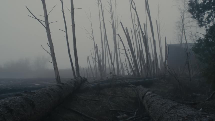 Fallen logs and trees with stripped branches on a gray foggy day